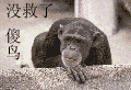 没救了傻鸟