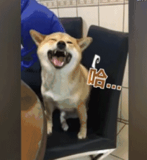 哈哈哈哈哈哈doge