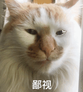鄙视小猫