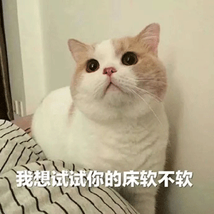 我想试试你的床软不软——猫咪污系列表情包
