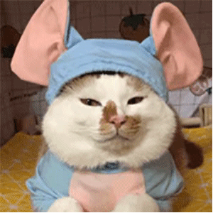 帮你变成猪——猫咪情侣系列表情包