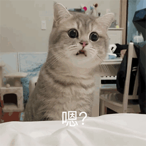 嗯？——猫咪伸头萌系列表情包