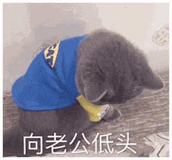 向老公低头——猫咪情侣系列表情包