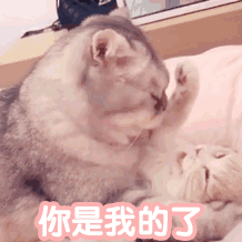 你是我的了，我的，我的——猫咪表情包